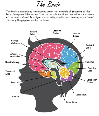 Neurophysiological Principles